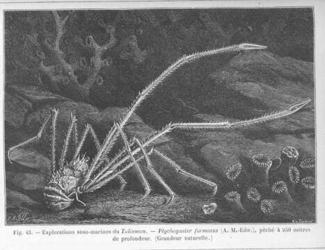 Image of Gastroptychus Caullery 1896