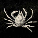 Image of graceful kelp crab