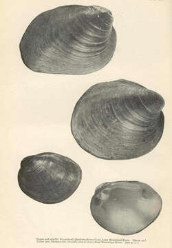 Image of unionid freshwater mussels