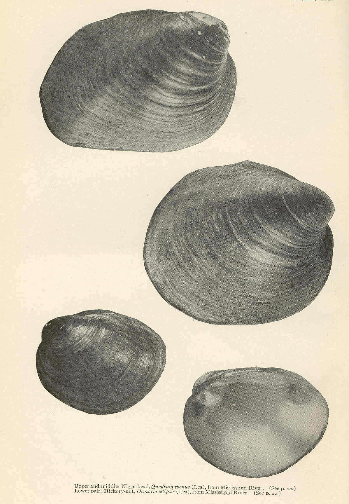 Image of unionid freshwater mussels