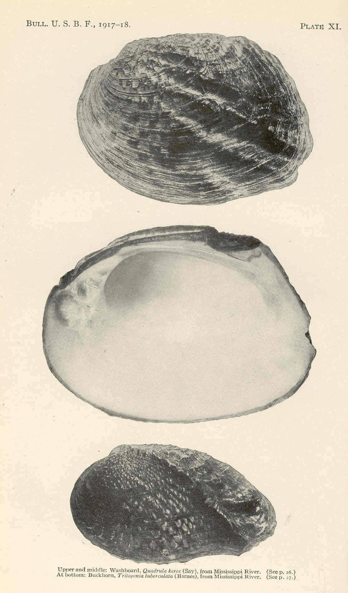 Image of unionid freshwater mussels