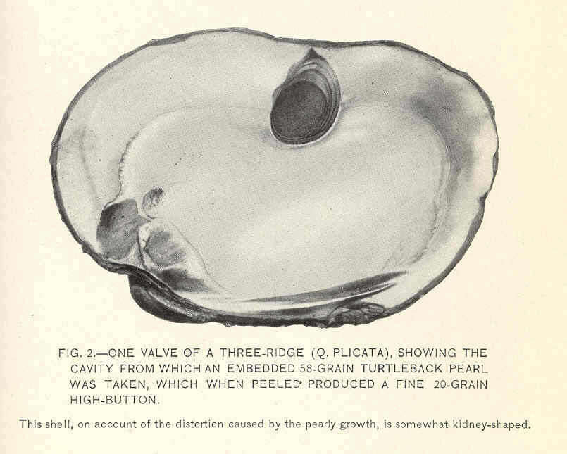 Image of unionid freshwater mussels