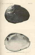 Image of Quadrula Rafinesque 1820