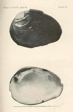 Imagem de Quadrula Rafinesque 1820