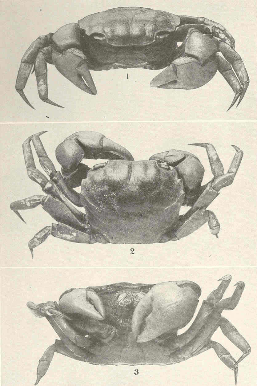Image of Sarmatium Dana 1851