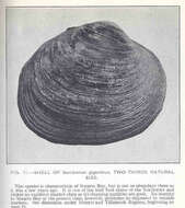 Sivun Saxidomus Conrad 1837 kuva