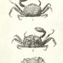 Слика од Scleroplax granulata Rathbun 1894