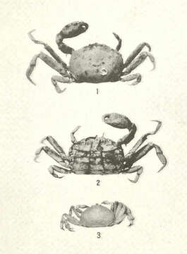 Image of Scleroplax Rathbun 1894