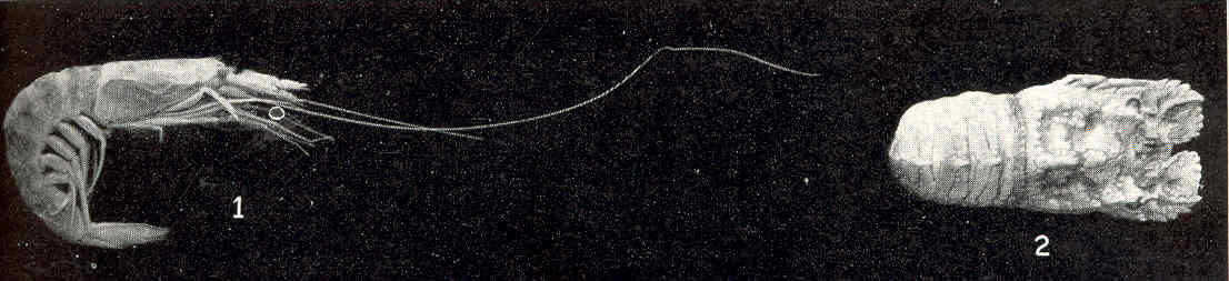صورة Sergestoidea Dana 1852