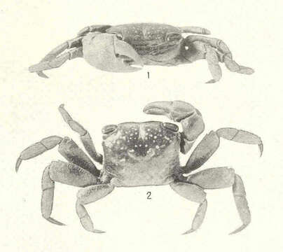 Image of mangrove marsh crab