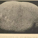 Image of Massive Starlet Coral