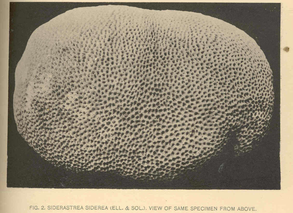 Image de Siderastreidae Vaughan & Wells 1943
