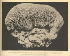 Image of Siderastreidae Vaughan & Wells 1943
