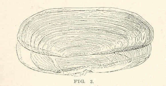 Image de Pharidae H. Adams & A. Adams 1856