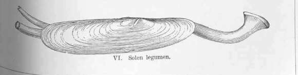 Image of Adapedonta Cossmann & Peyrot 1909