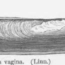 Image of European razor clam