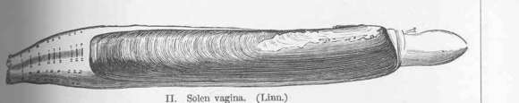 Image of European razor clam