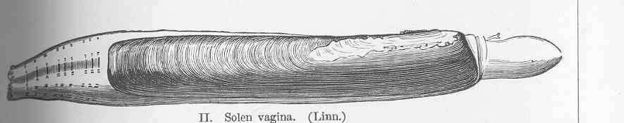 Sivun Solen vagina Linnaeus 1758 kuva