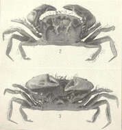 Image of Xanthoidea MacLeay 1838