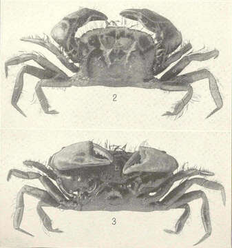 Image of Pseudorhombilidae Alcock 1900