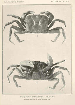 Image of Pseudorhombilidae Alcock 1900