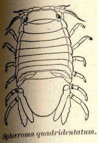 Image of Sphaeroma Bosc 1801