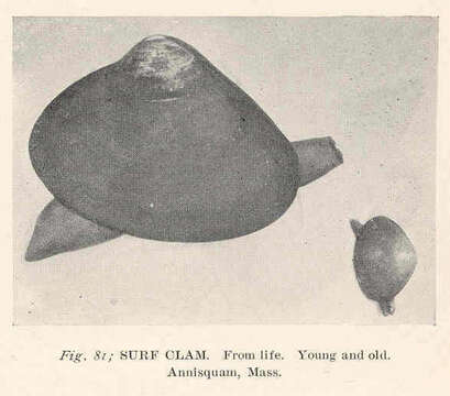 Image of Mactroidea Lamarck 1809