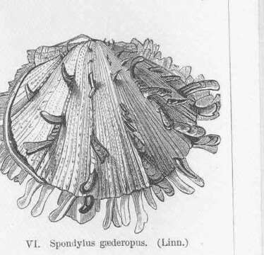 Image of Spondylidae Gray 1826