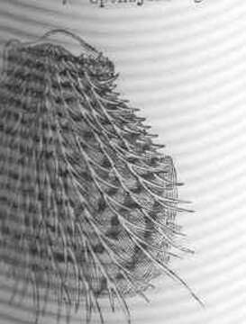 Image of Spondylidae Gray 1826