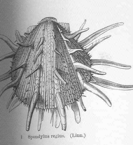 Image of Spondylidae Gray 1826