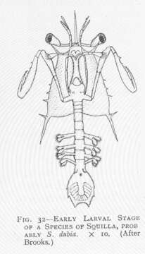 Image de Squilloidea Latreille 1802