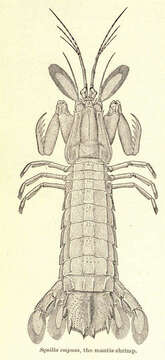 Image de Squilla Fabricius 1787