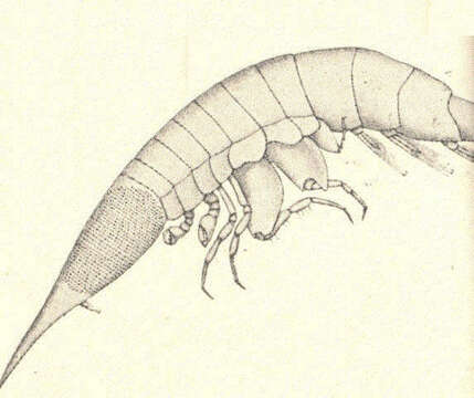 Image of Oxycephalidae Dana 1852