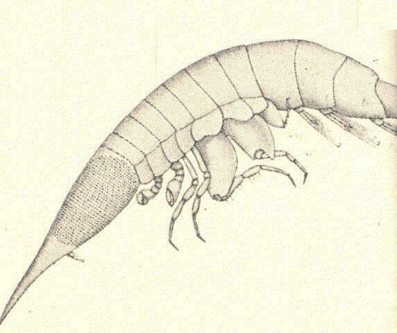 Plancia ëd Platysceloidea Spence Bate 1862
