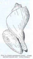 Image of Stromboidea Rafinesque 1815