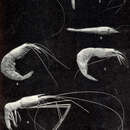 Stylodactylus discissipes Spence Bate 1888的圖片