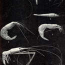 Imagem de Stylodactylus discissipes Spence Bate 1888