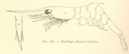 Image of Oplophoroidea Dana 1852