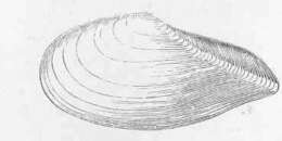 Image of Tellinidae Blainville 1814