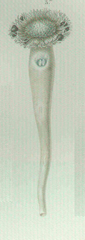 Image of Teredinidae Rafinesque 1815