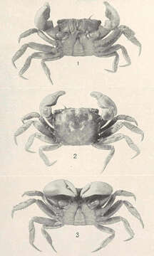 Image of Tetragrapsus