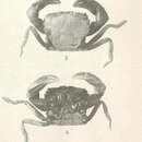 Image of Tetraplax quadridentata (Rathbun 1898)