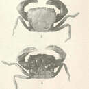 Слика од Tetraplax quadridentata (Rathbun 1898)