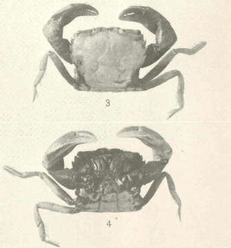 Image of Tetraplax Rathbun 1901