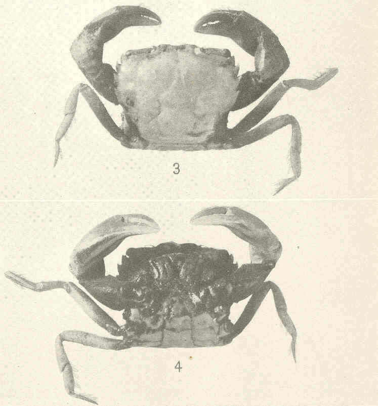 Image of Xanthoidea MacLeay 1838