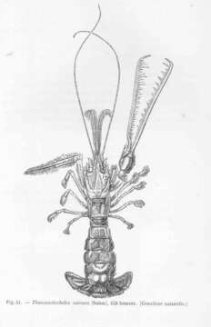 Image of Thaumastochelidae