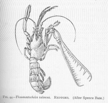 Image of Thaumastochelidae