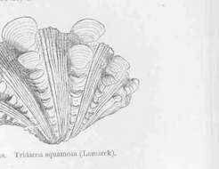 Image of Cardioidea Lamarck 1809