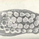 Image of Tritogonia verrucosa (Rafinesque 1820)