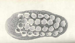 Imagem de Tritogonia Agassiz 1852